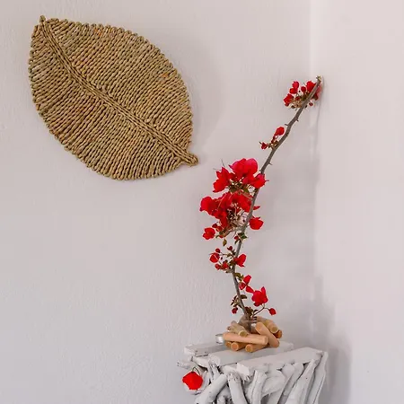 Bonzoe #5 פארוס